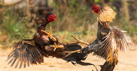 patuka sa manok panabong|Sabong Preparation Tips Para Masiguro Ang Panalo .